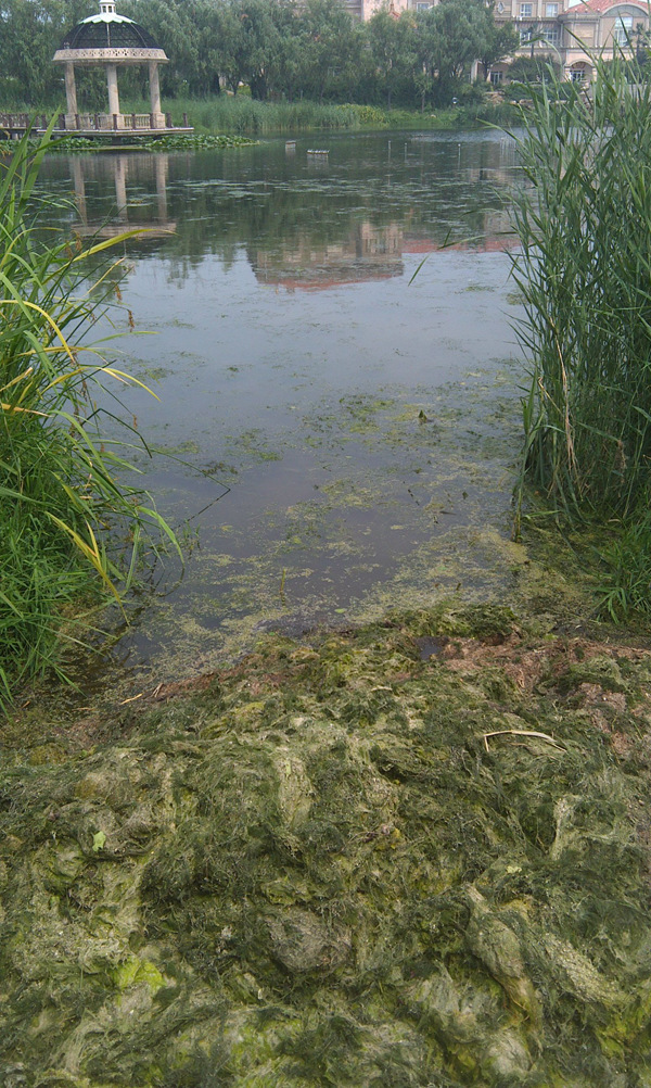 水生植物与水绵伴生繁殖