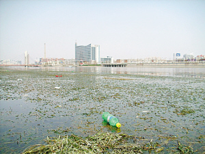 海河水草泛滥