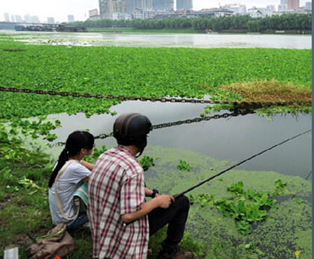 武汉汉江水生植物疯长